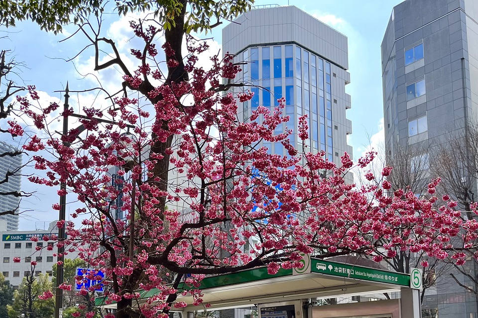 池袋桜3