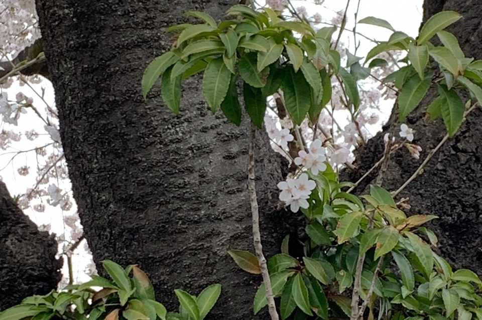 謎の桜3