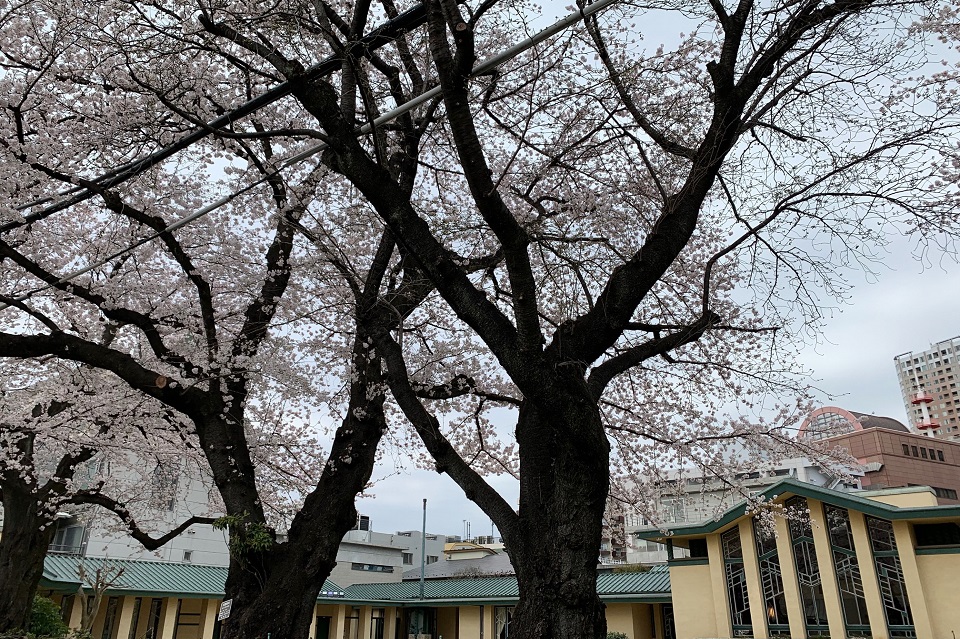 謎の桜4