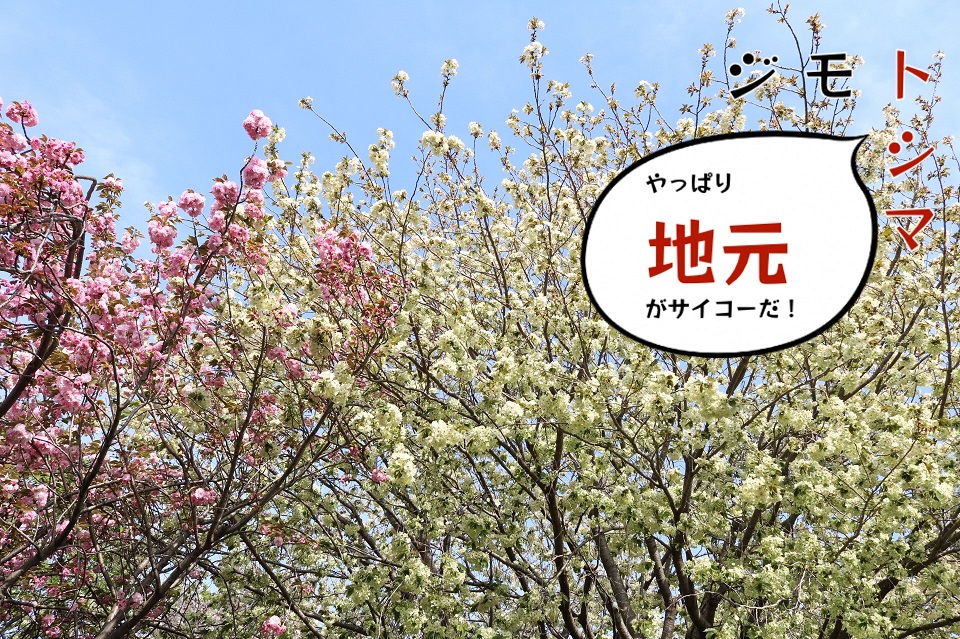 ウコンと八重桜サムネ