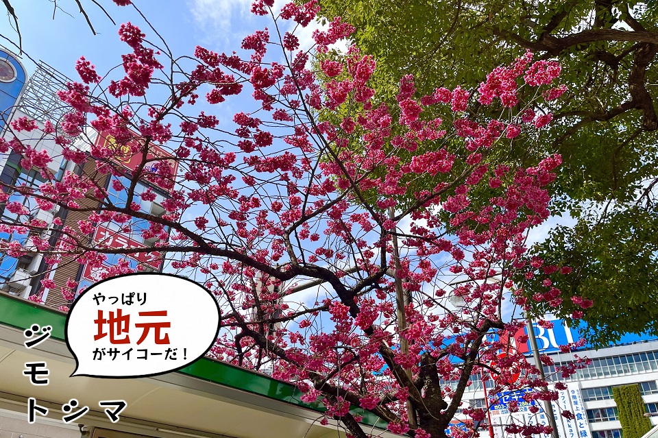 サムネ桜