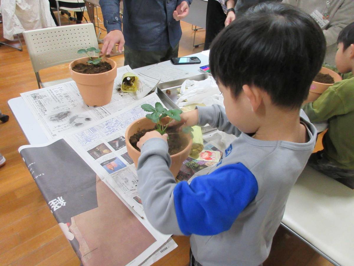 イチゴの苗の鉢植えをしている様子