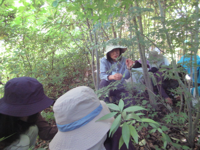 いのちの森の中に入り動植物を観察している様子