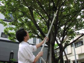 業務用の掃除機でゆっくりと下からミツバチを吸いとっているところ