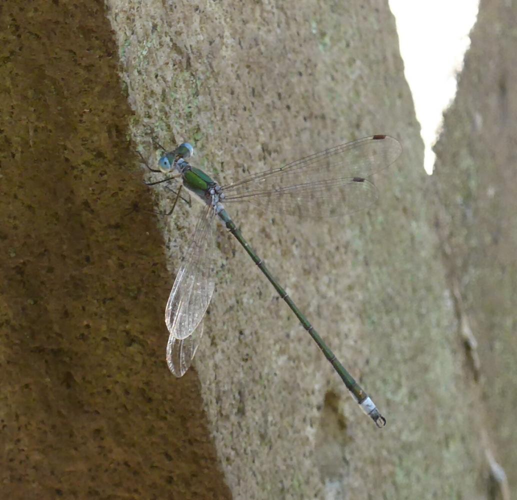 アオイトトンボ