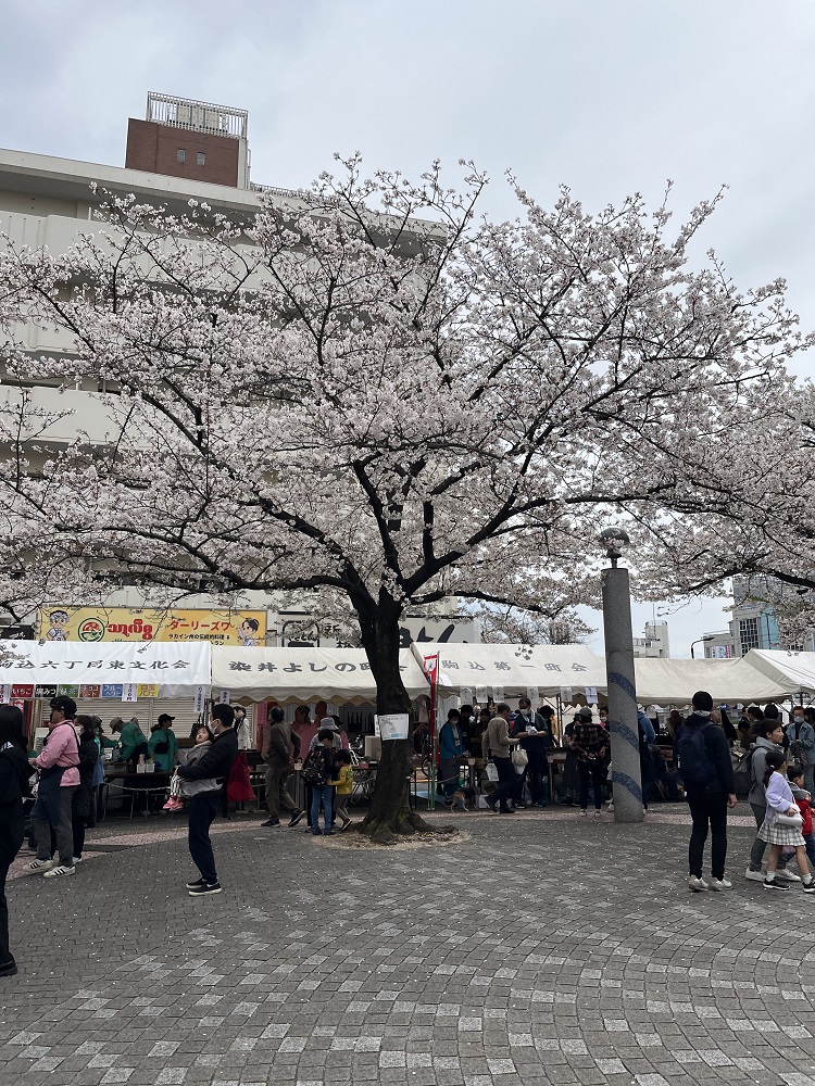 sakura matsuri1