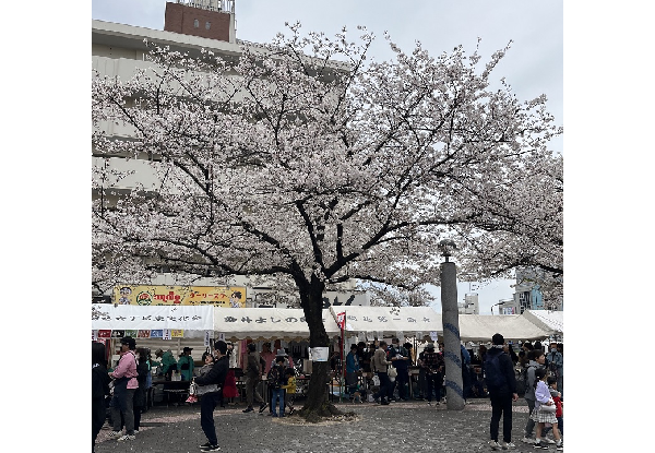 染井よしの桜まつり