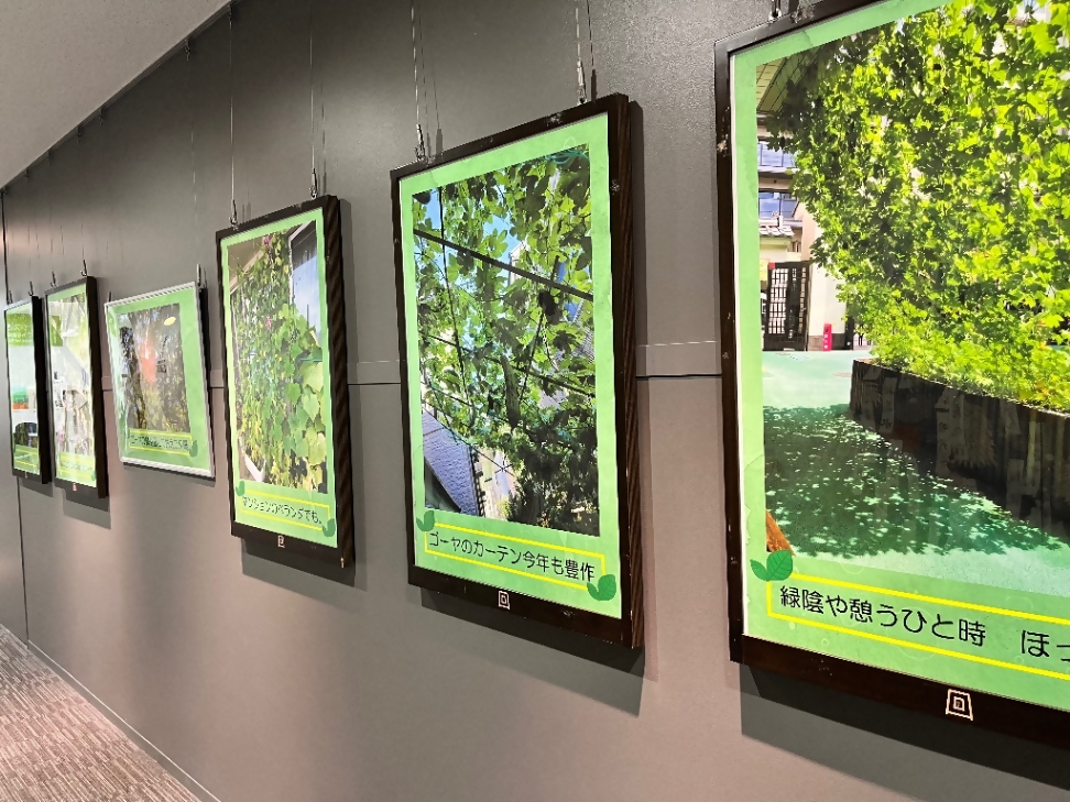 R8緑のカーテン展示写真
