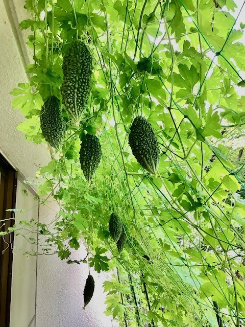 区民ひろば豊成緑のカーテン