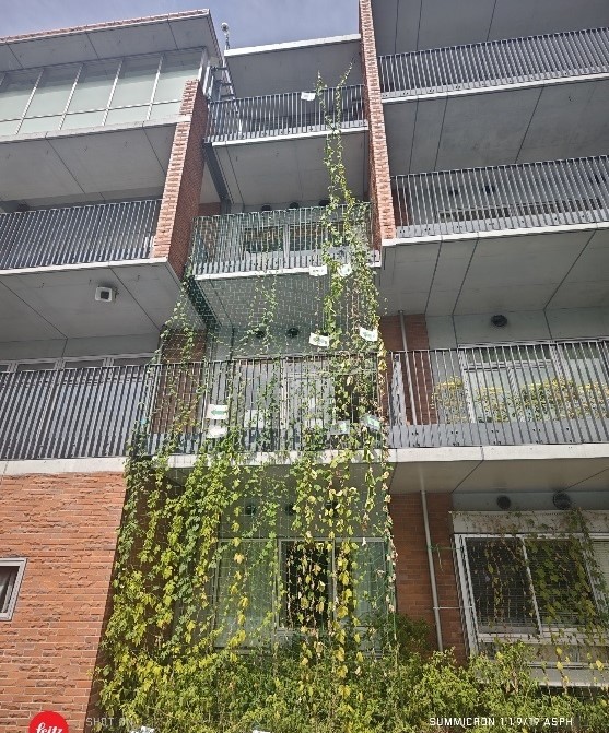 池袋第三小学校緑のカーテン