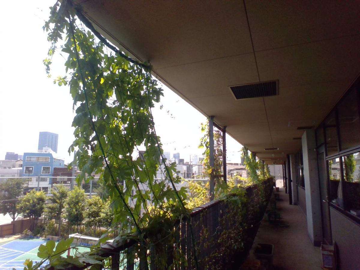 池袋第一小学校緑のカーテン
