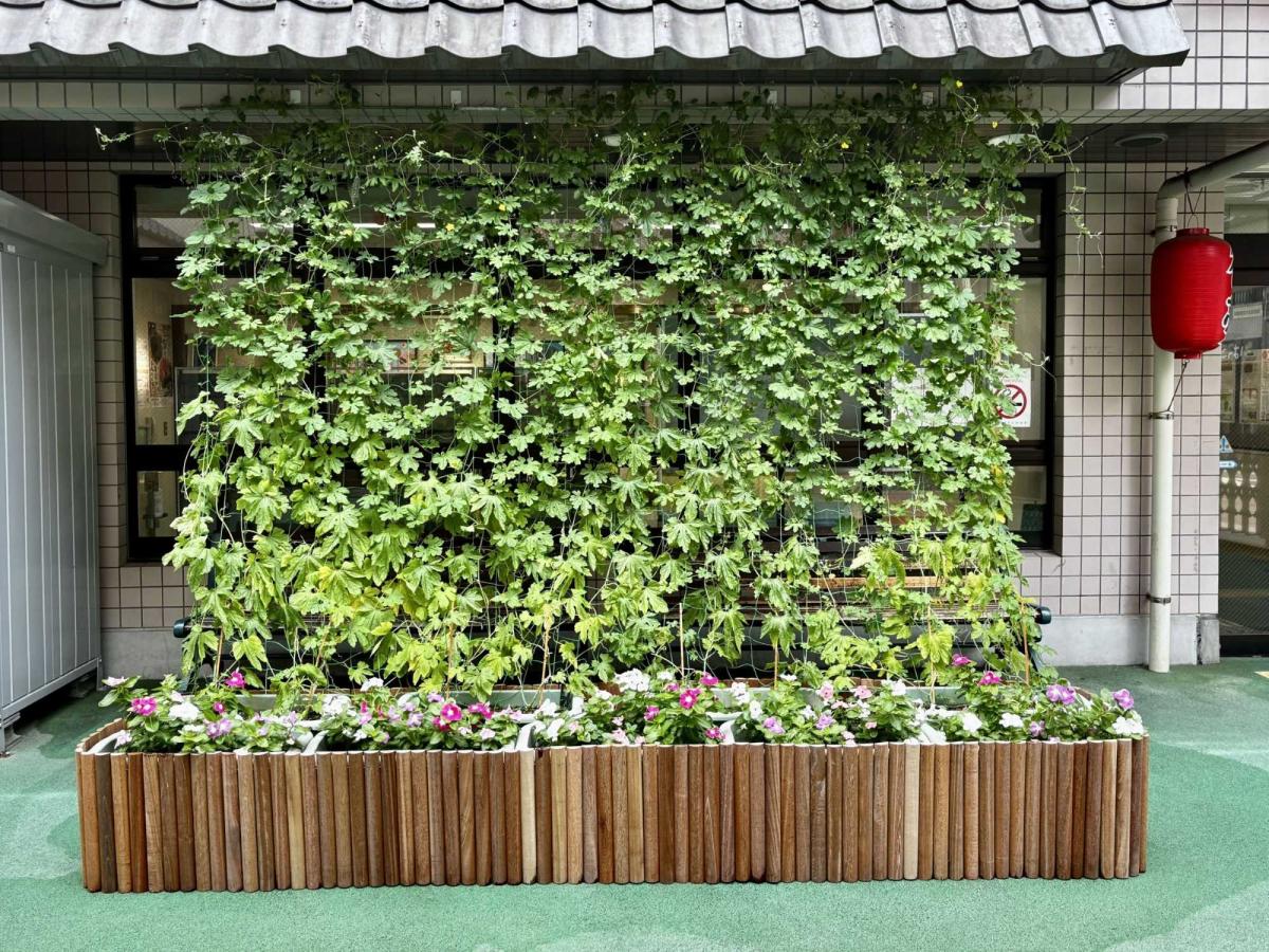 巣鴨地域文化創造館緑のカーテン