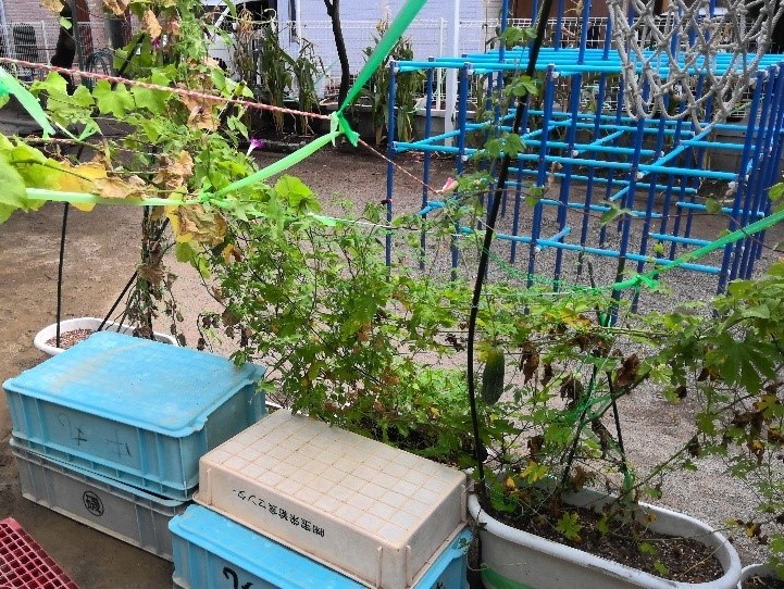 南長崎第二保育園緑のカーテン