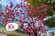 寒緋桜