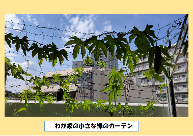 緑のカーテン写真　わが家の小さな緑のカーテン