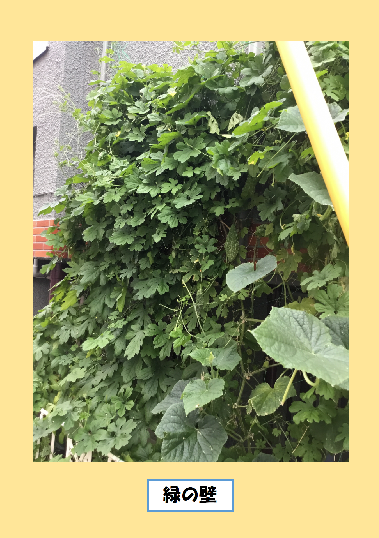 緑のカーテン写真　緑の壁