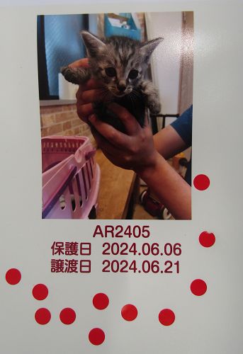 /images/49086/img_0009.png