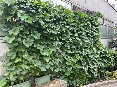 雑司ヶ谷地域文化創造館の緑のカーテン写真