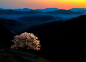 第13回_最優秀賞「残照・一本桜」