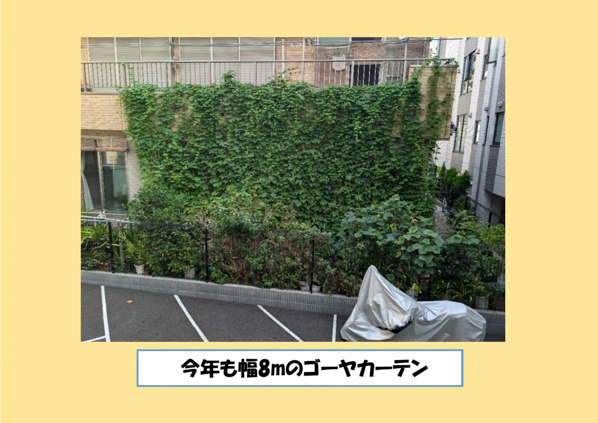 今年も幅8ｍのゴーヤカーテン