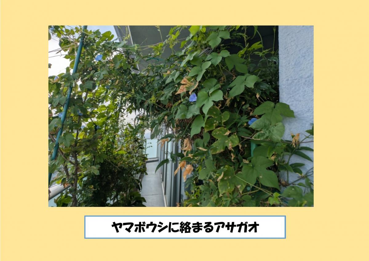 ヤマボウシに絡まるアサガオ