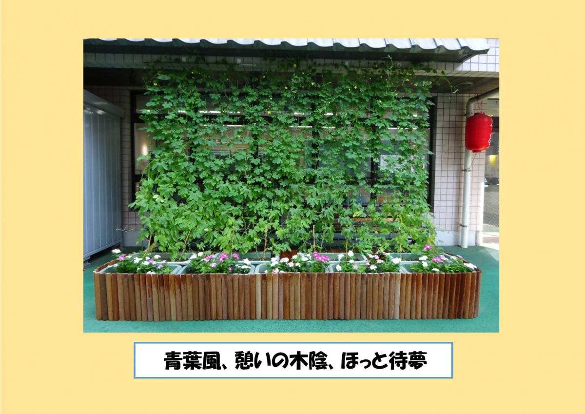 青葉風、憩いの木陰、ほっと待夢