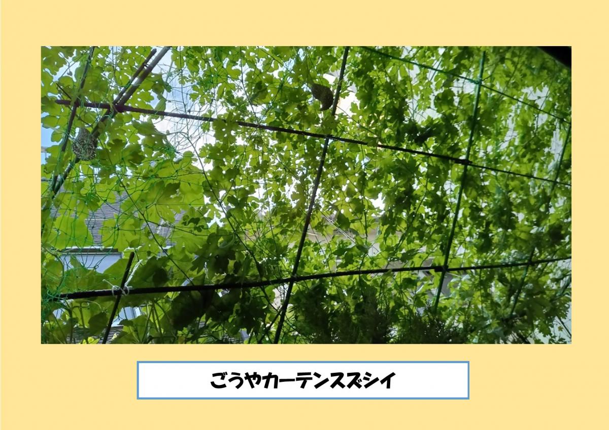 ごうやカーテンスズシイ