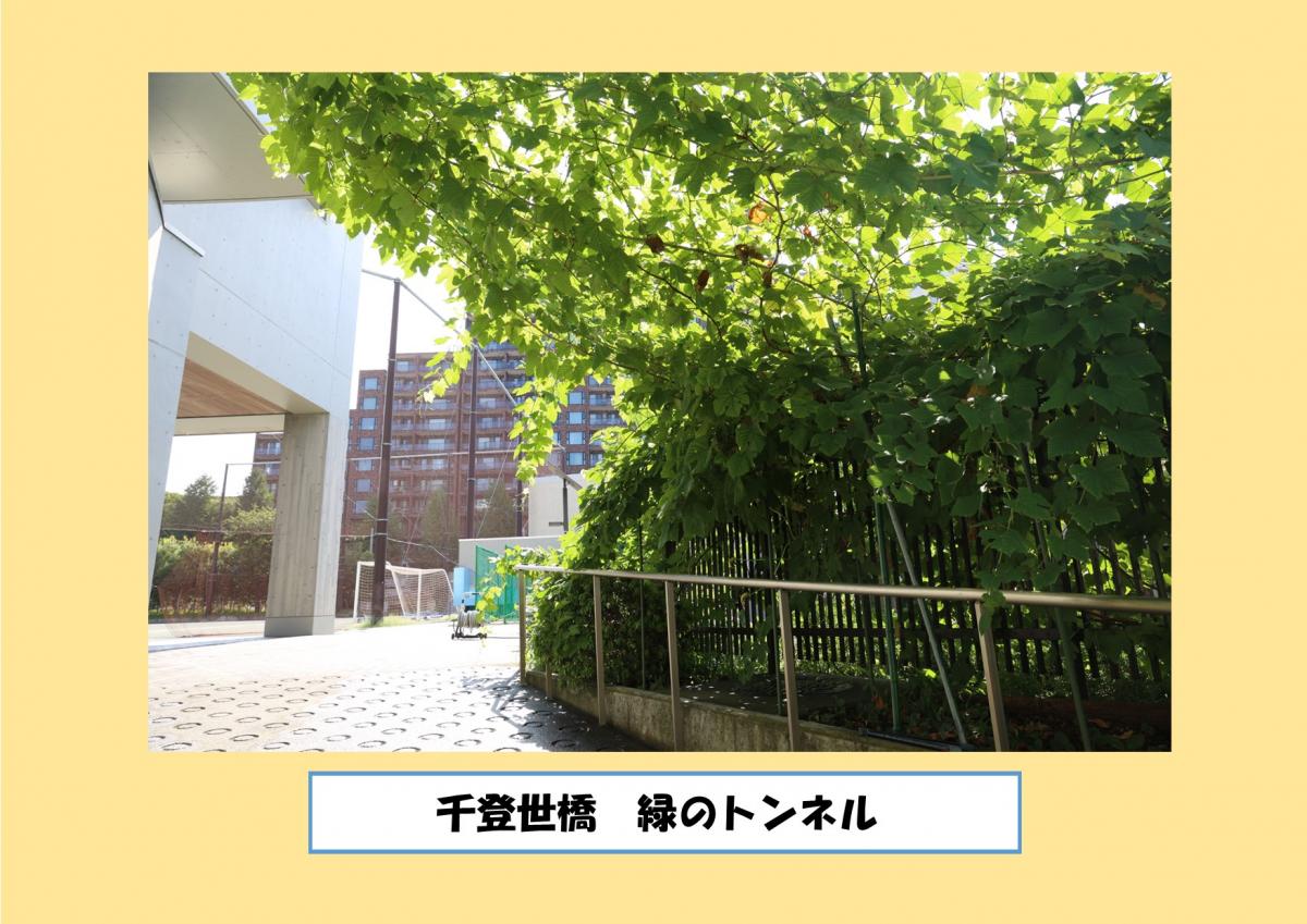 千登世橋　緑のトンネル