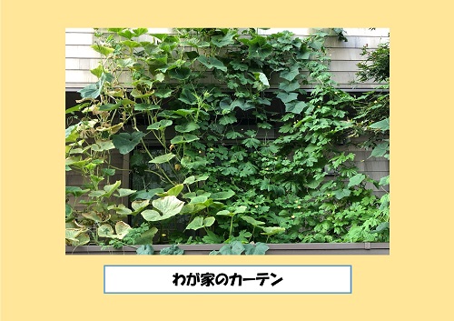 わが家のカーテン