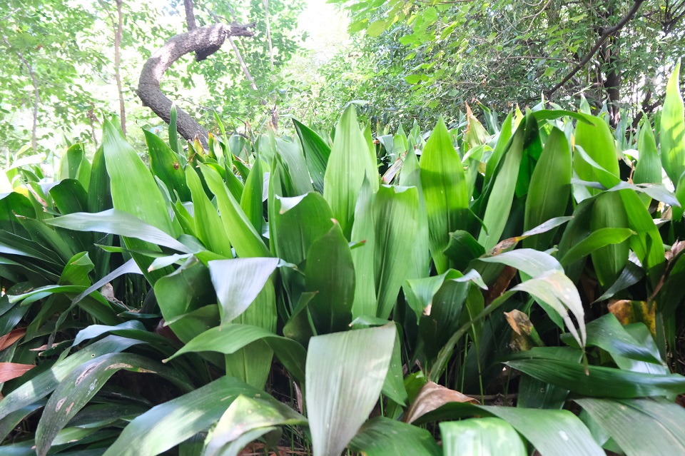 豊島の森 ハラン