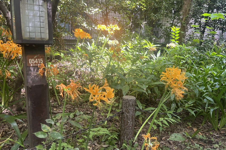 豊島の森 彼岸花２