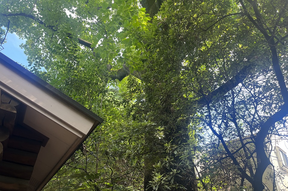 豊島の森 木漏れ日