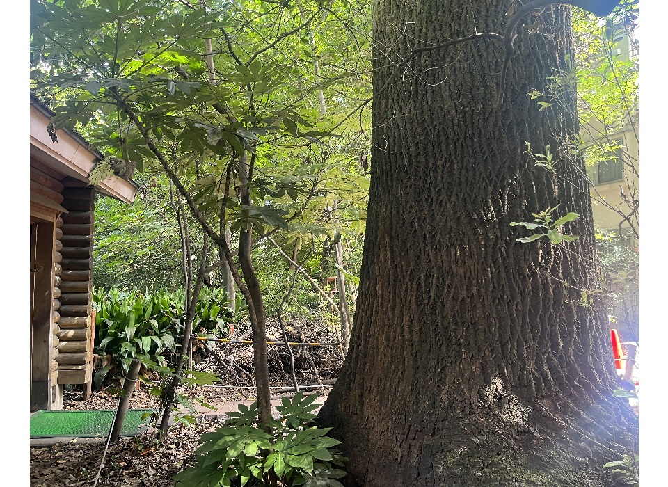 豊島の森 木の幹