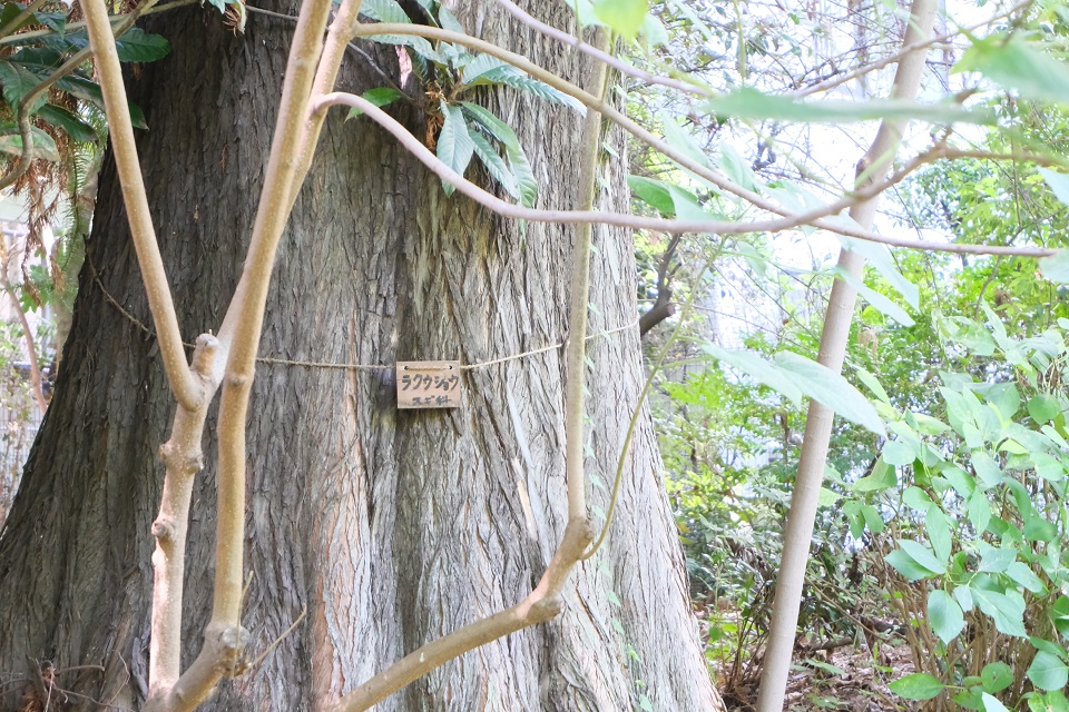 豊島の森　ラクショウ