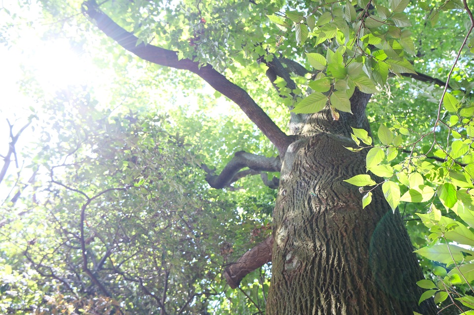 豊島の森 見上げる木