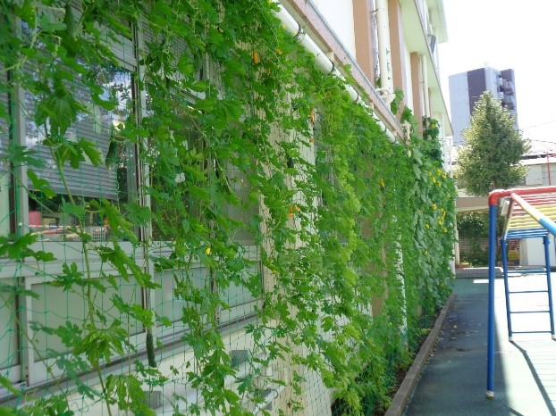 富士見台小学校の緑のカーテン写真