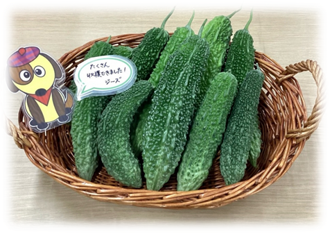 子どもスキップ朋有の緑のカーテン写真