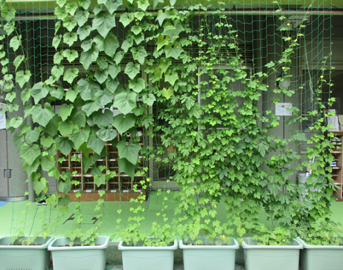 巣鴨第一保育園の緑のカーテン写真