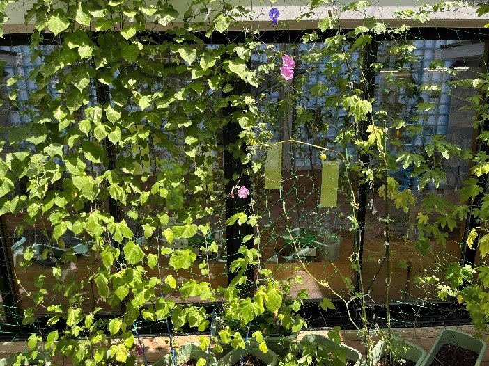 児童相談所一時保護グループの緑のカーテン写真