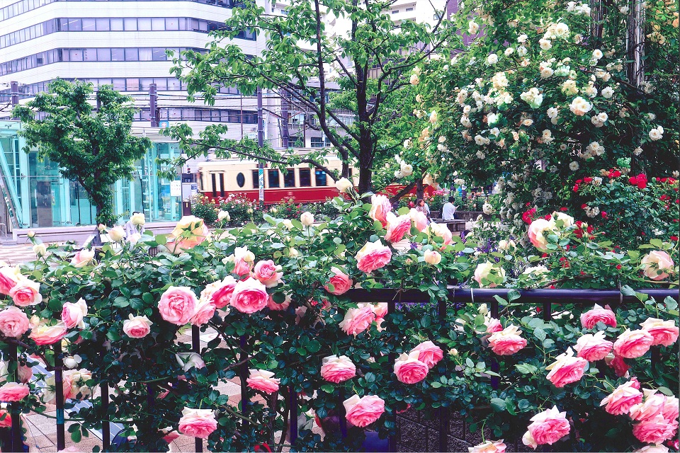 第12回都電とバラフォトコンテスト最優秀賞