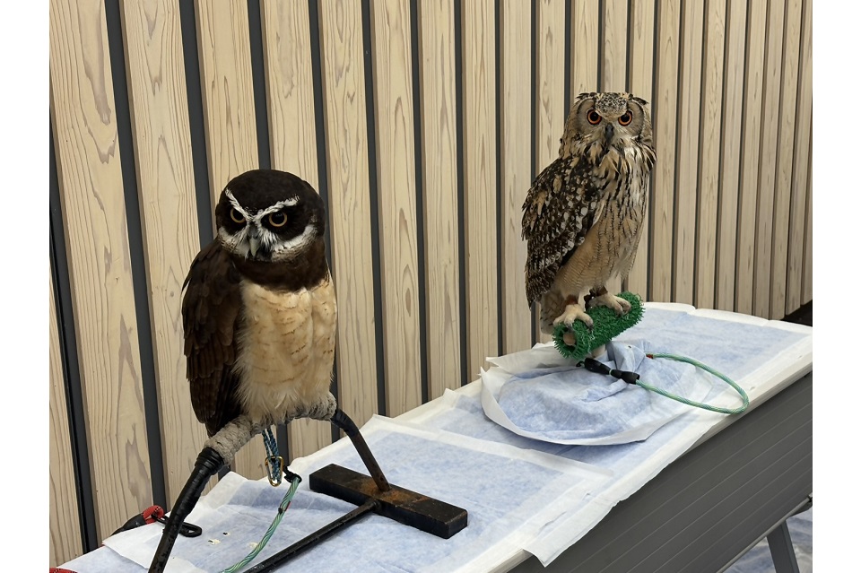 社会貢献活動見本市 フクロウ2匹