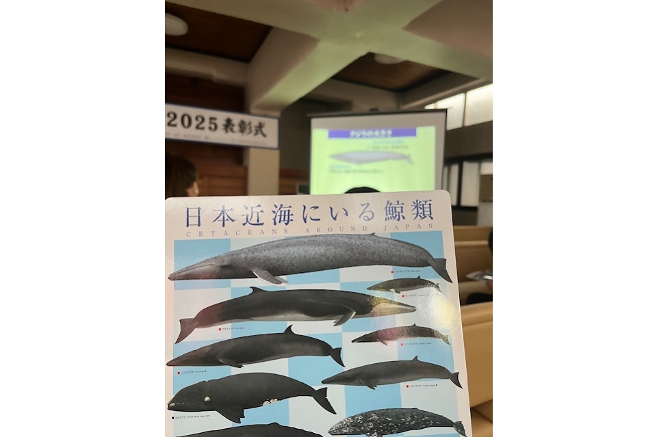 クジラ祭りの下敷き