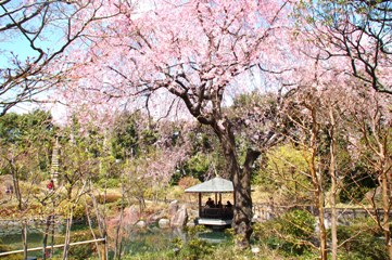 目白庭園のシダレザクラ