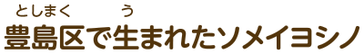 豊島区で生まれたソメイヨシノ